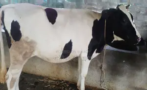 ১৬৮৮নং নং বকনা গরু বিক্রয় হবে ।