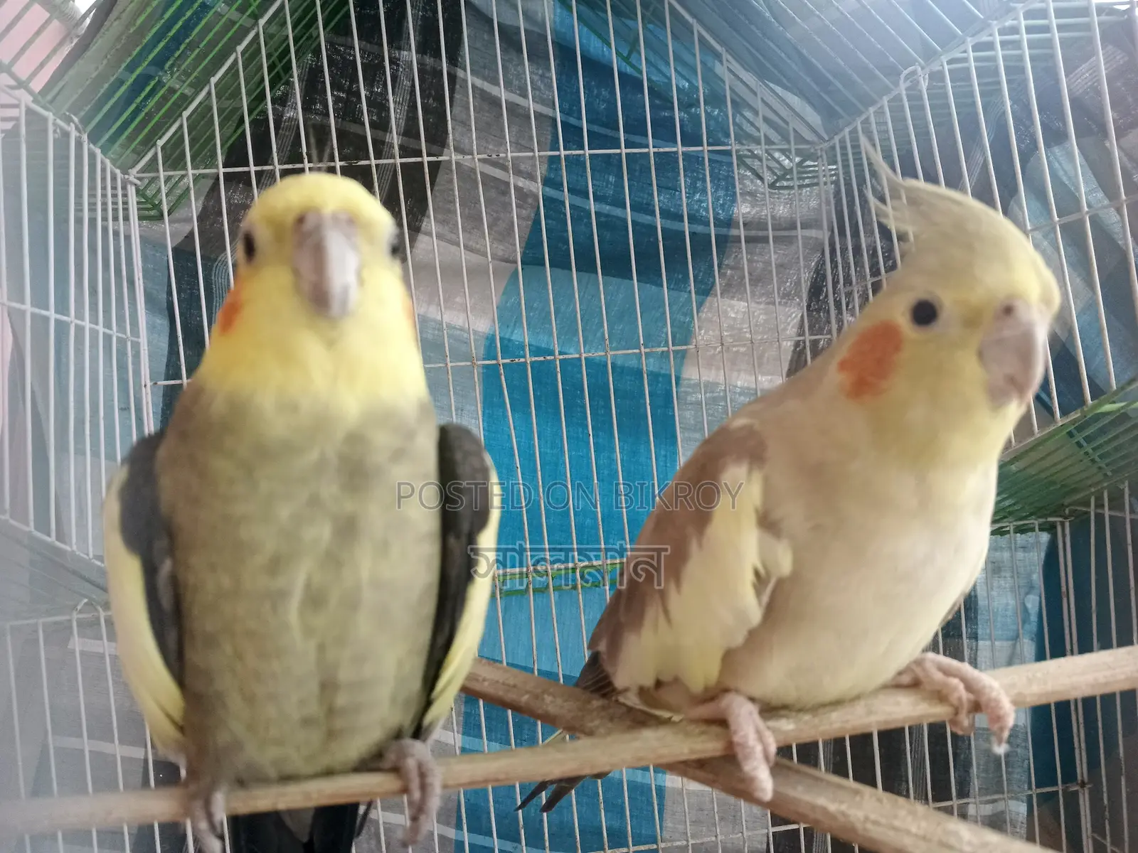 Cockatiel Pair