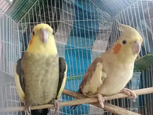 Cockatiel Pair