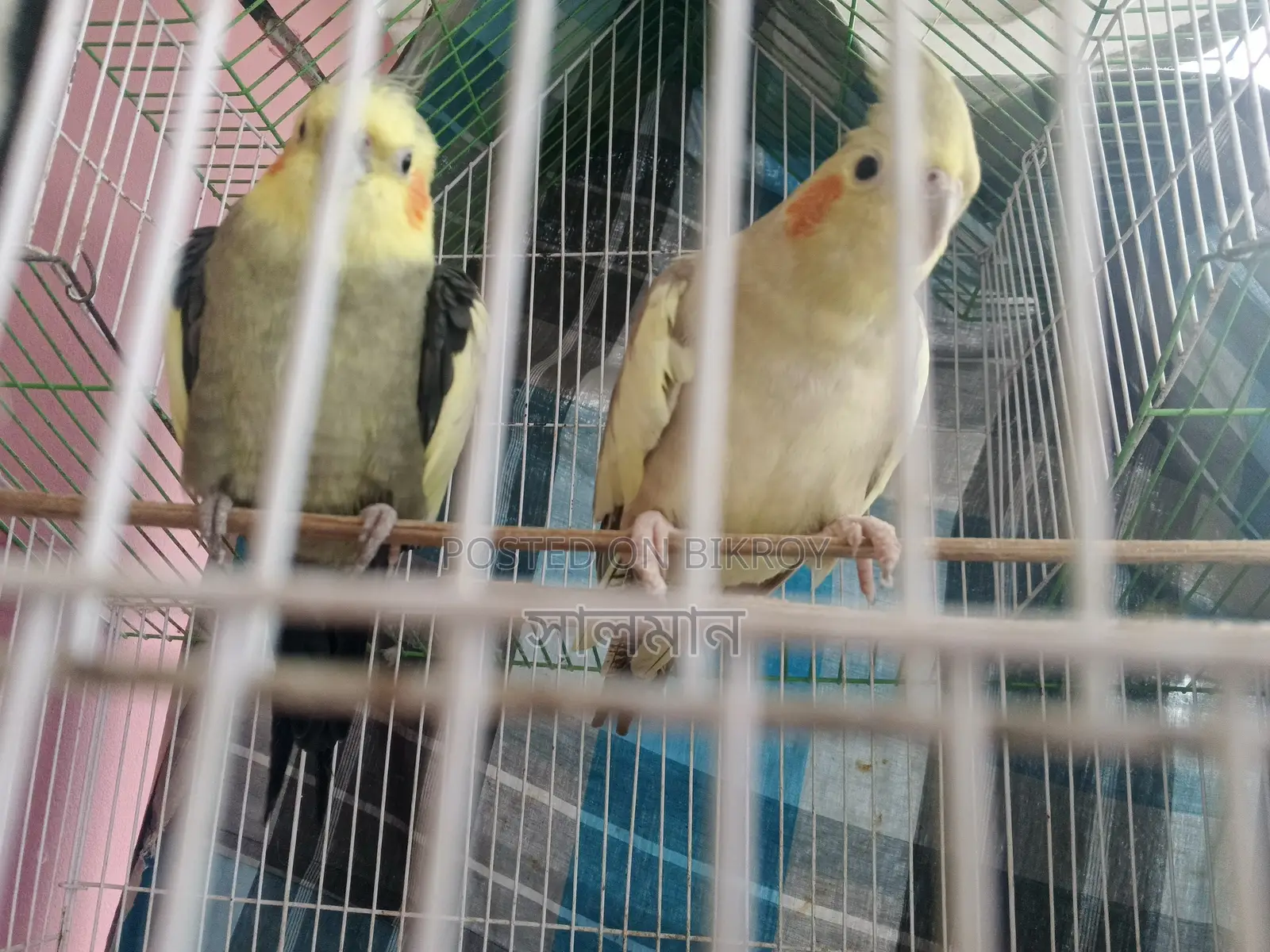 Cockatiel Pair