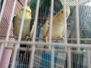 Cockatiel Pair