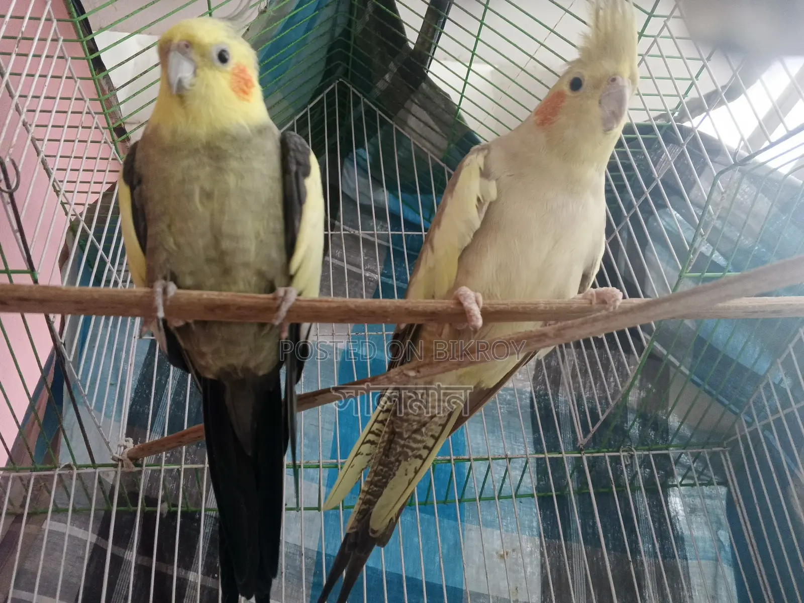 Cockatiel Pair