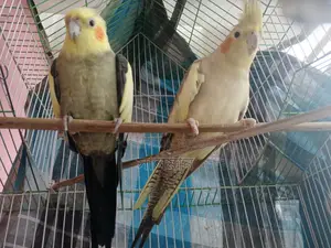 Cockatiel Pair