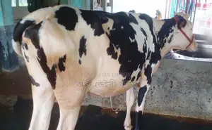 ১৬৮৯নং বকনা গরু বিক্রয় হবে।