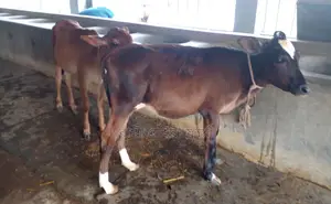 ১৬৯০নং ২টি বকনা বাছুর গরু ।