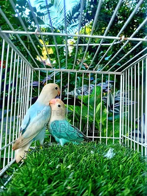 Love Bird Opaline