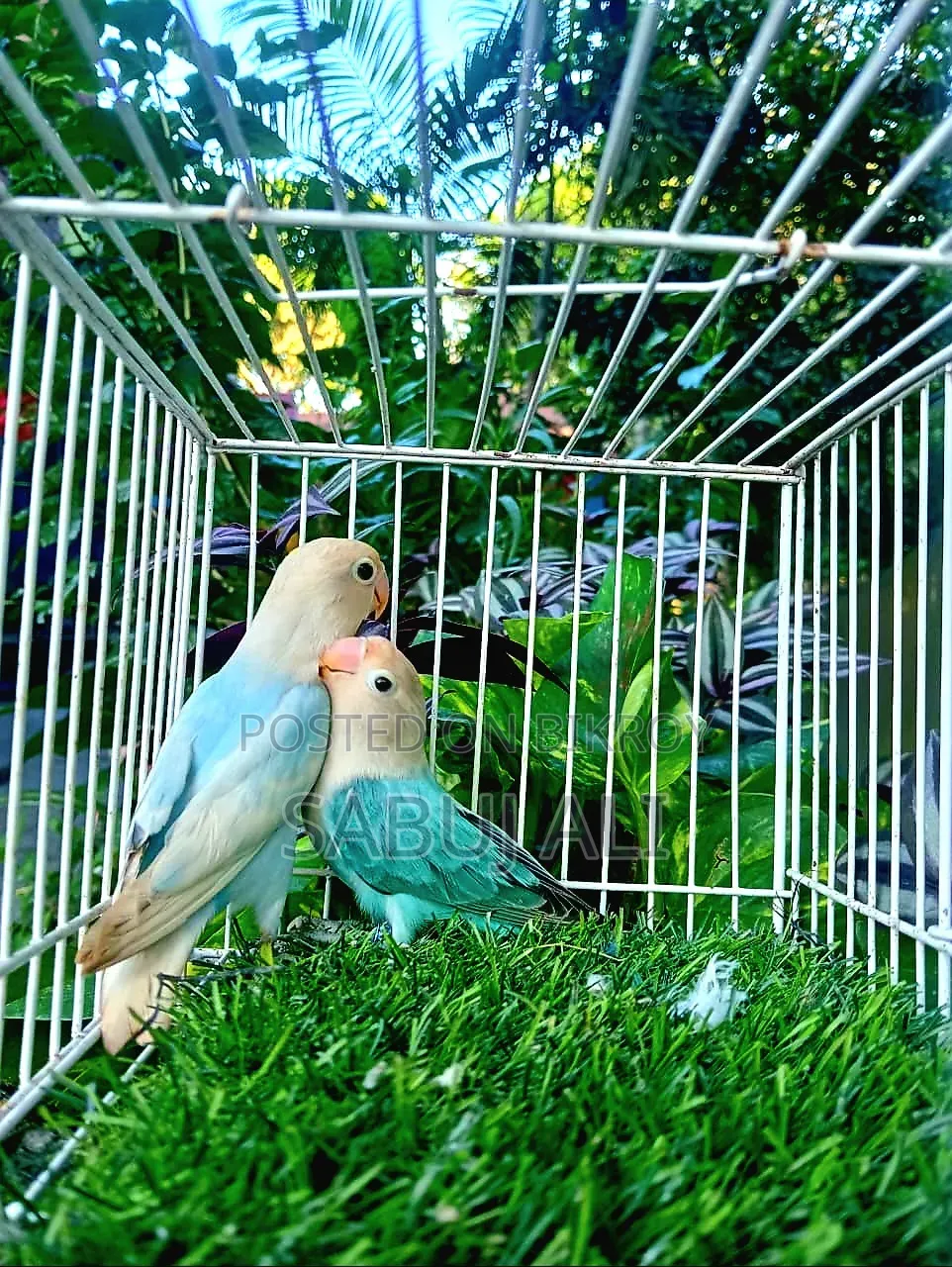 Love Bird Opaline