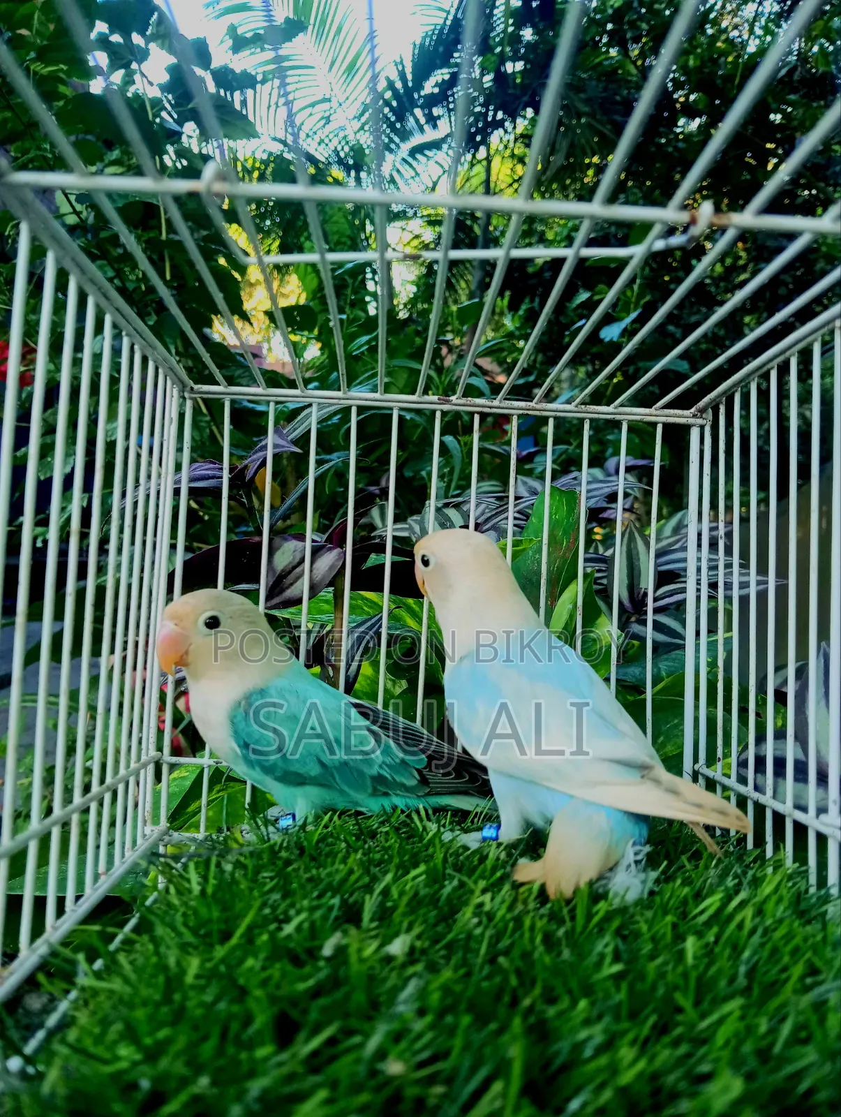 Love Bird Opaline