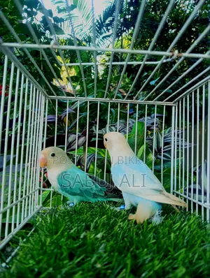 Love Bird Opaline