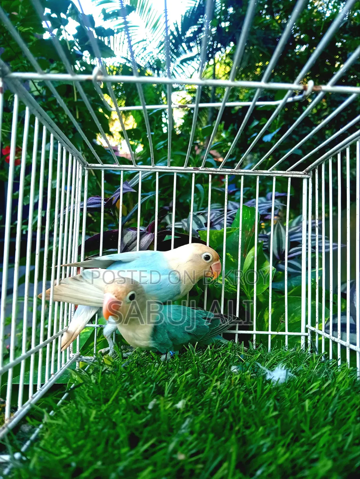 Love Bird Opaline