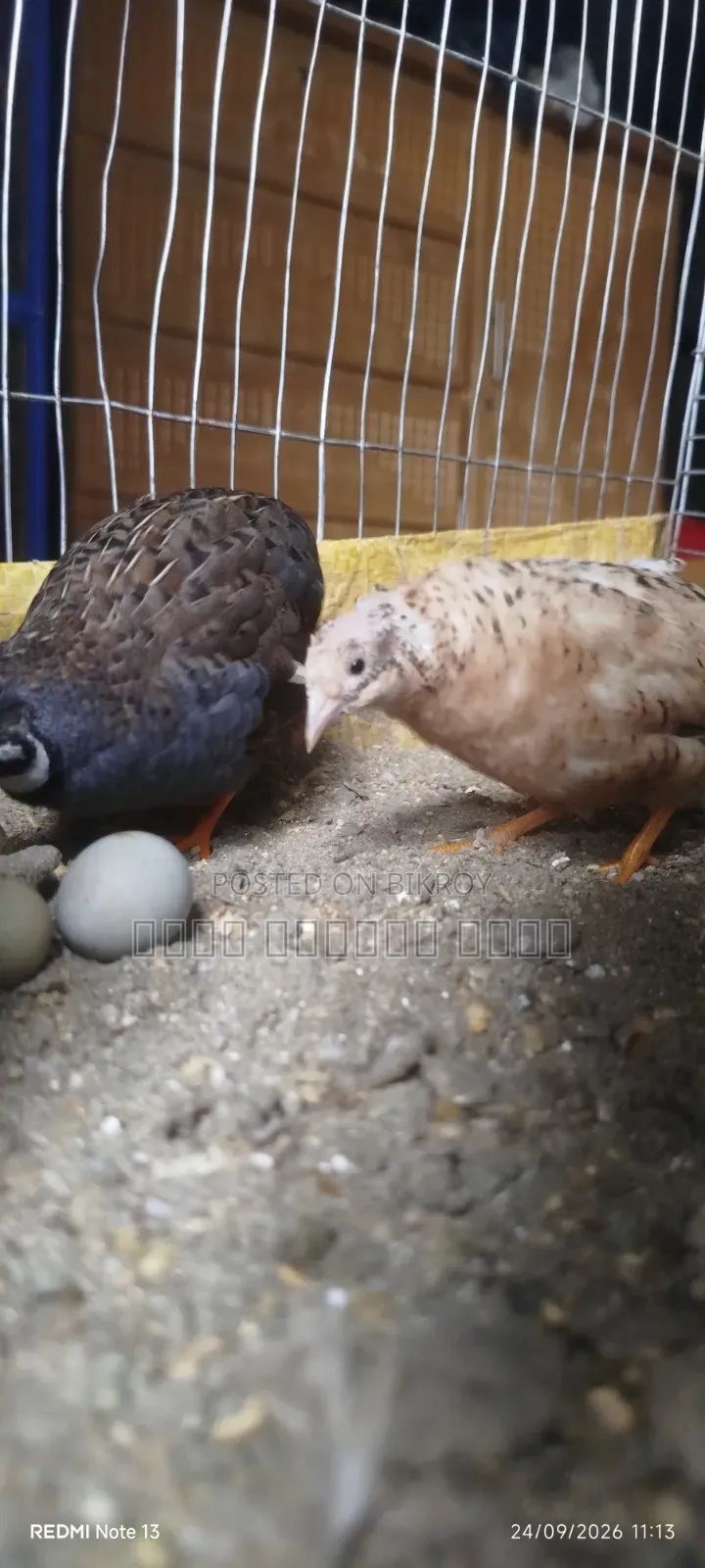 King Quail