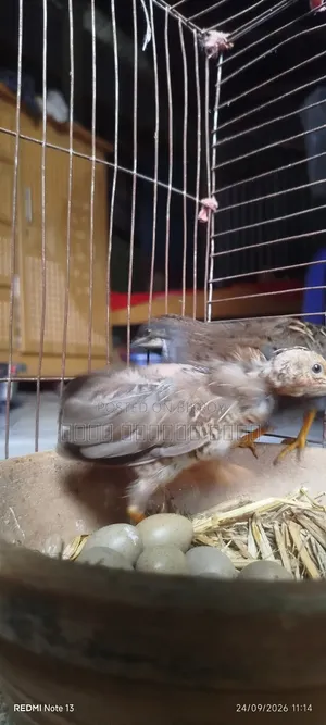 King Quail