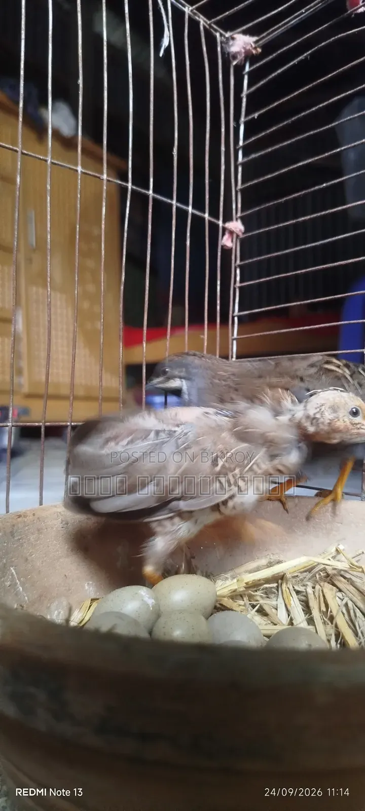 King Quail