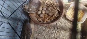 King Quail