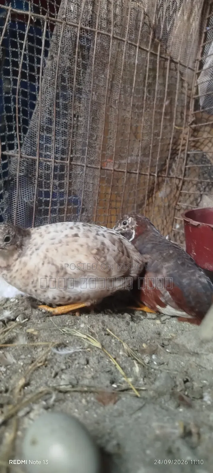 King Quail