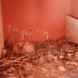 Deshi pigeons for sale