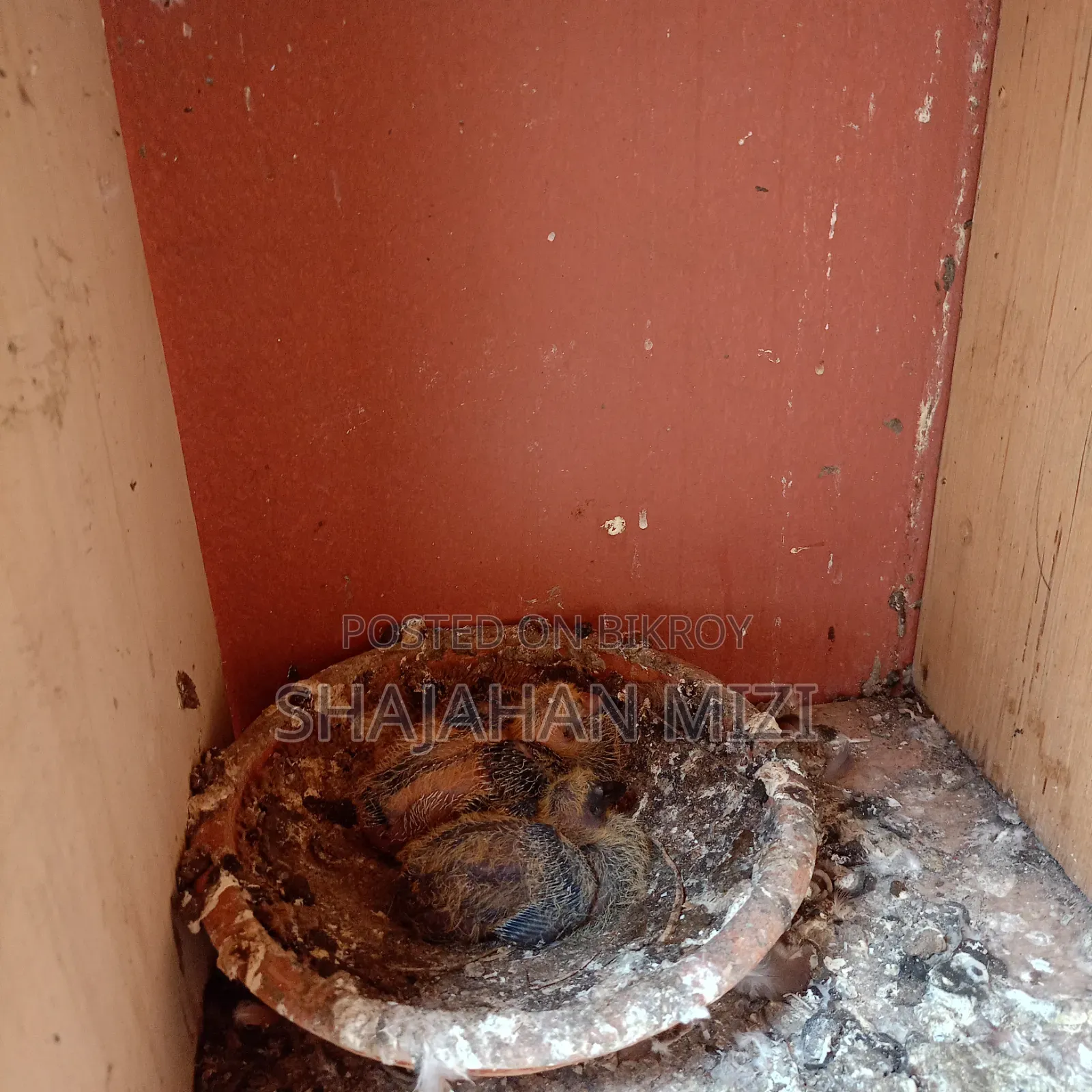 Deshi pigeons for sale