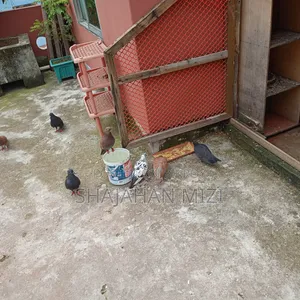 Deshi pigeons for sale
