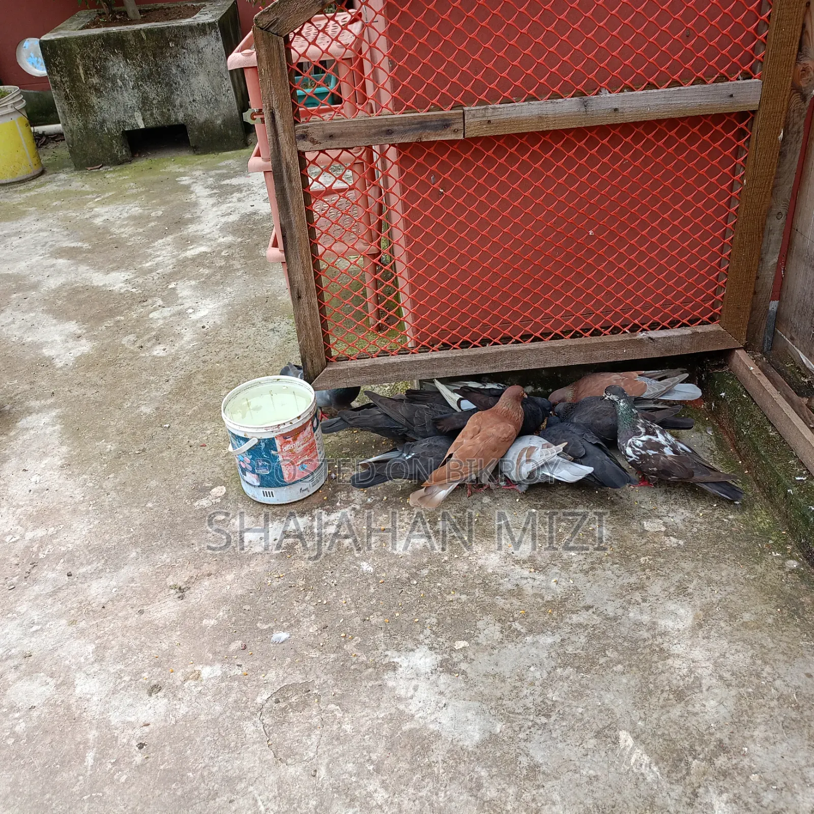 Deshi pigeons for sale
