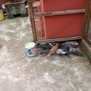 Deshi pigeons for sale
