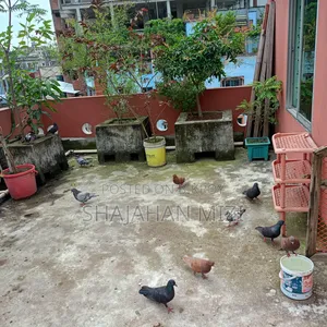 Deshi pigeons for sale