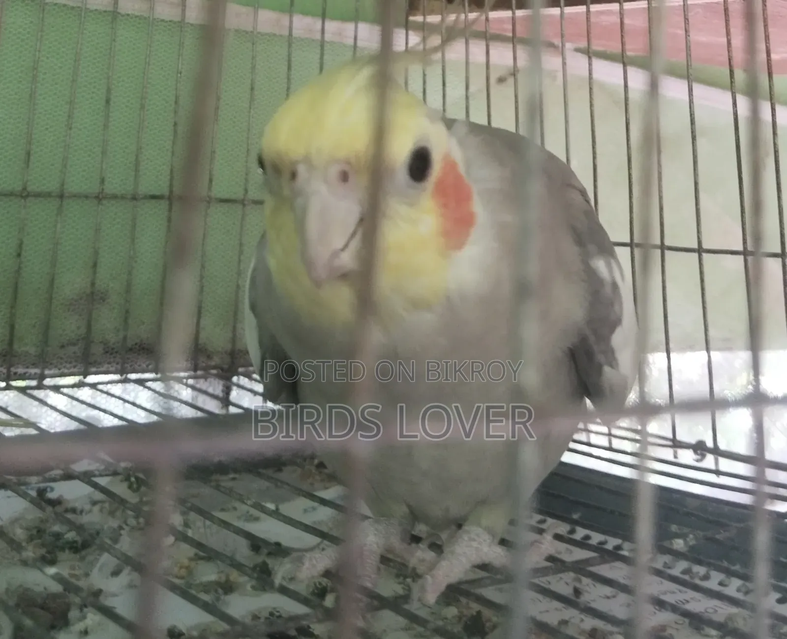 Tame Cockatiel