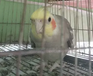 Tame Cockatiel