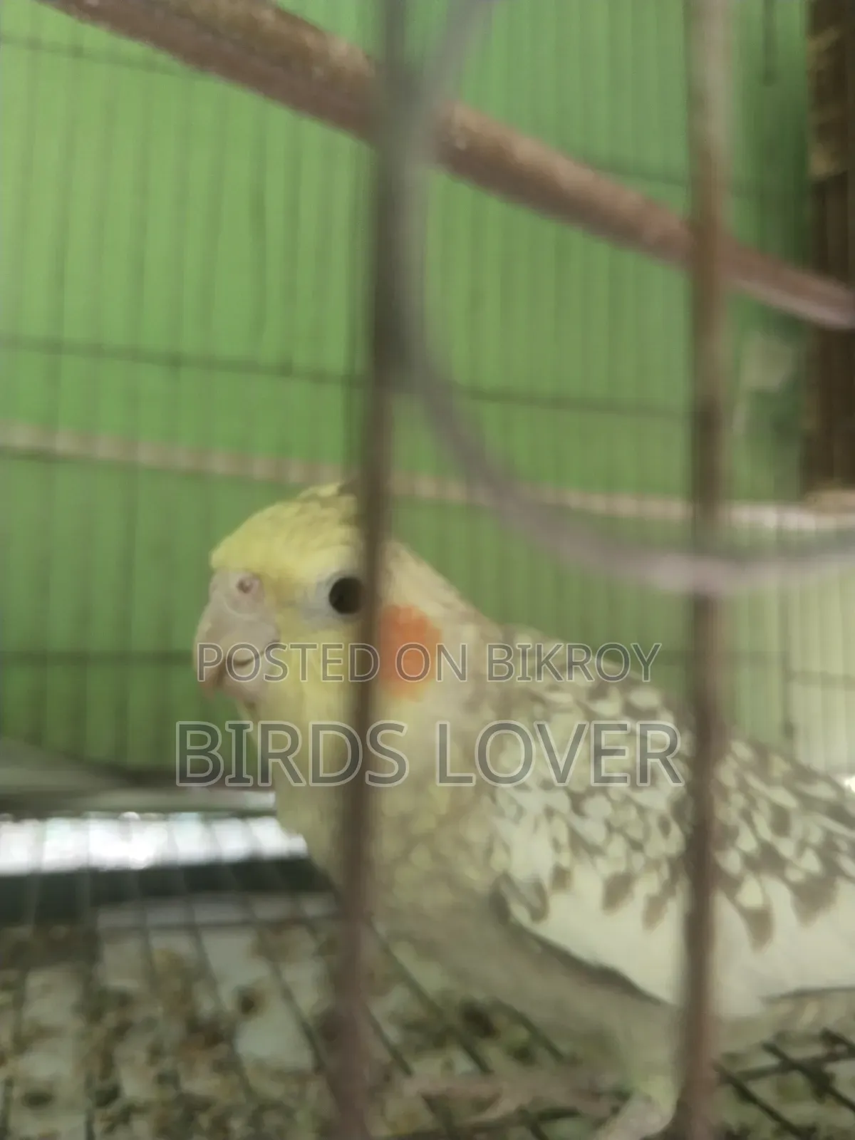 Tame Cockatiel