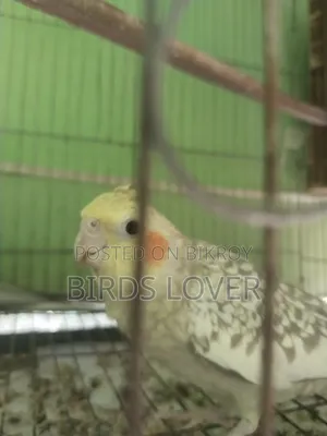 Tame Cockatiel