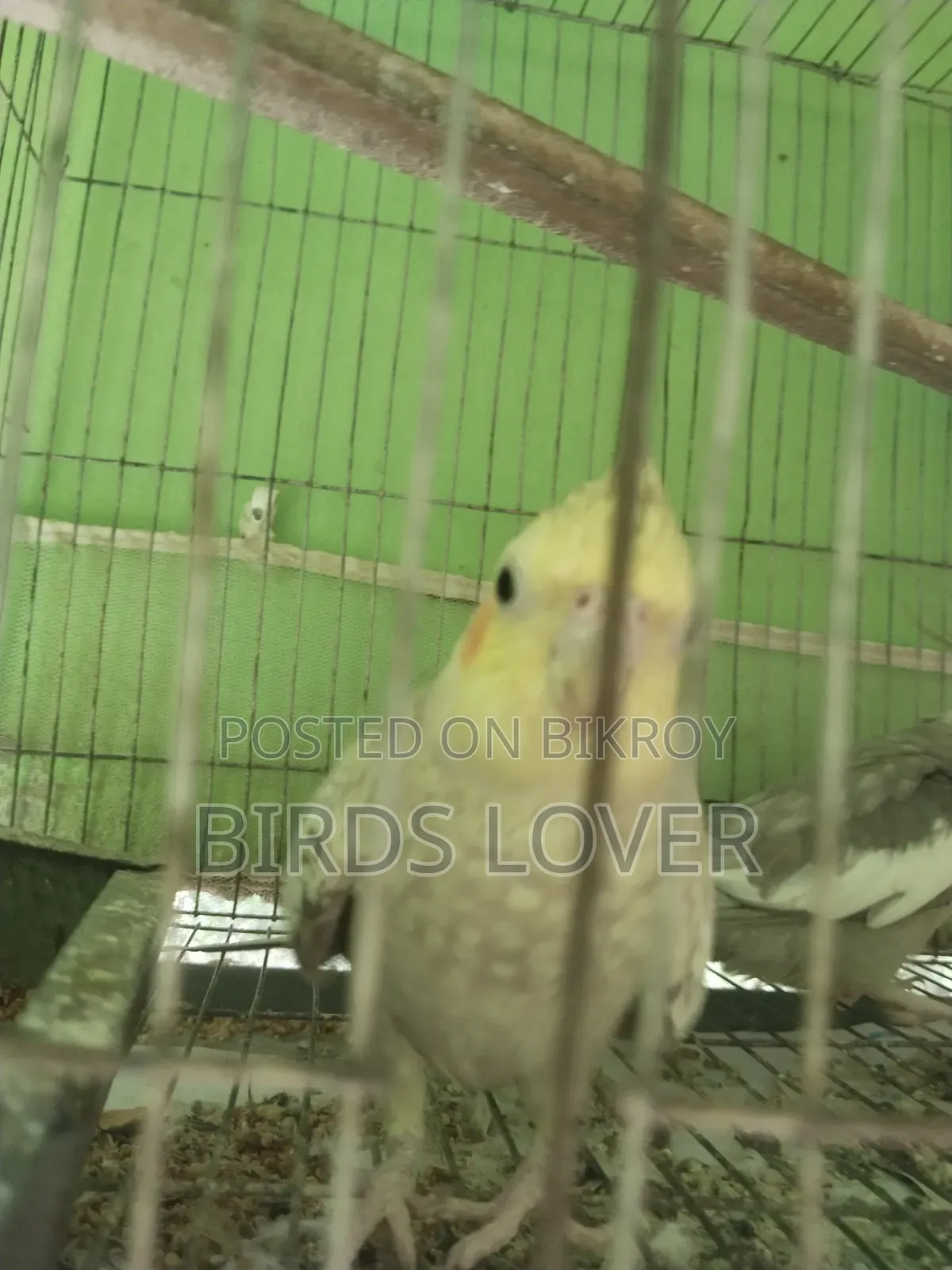 Tame Cockatiel