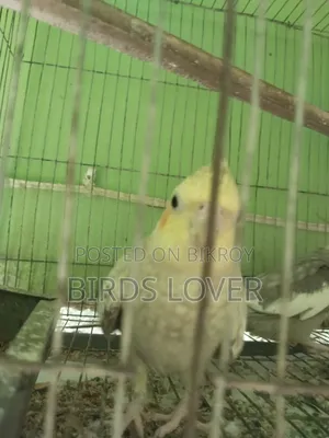 Tame Cockatiel