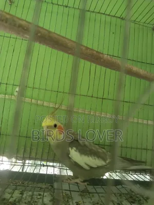 Tame Cockatiel