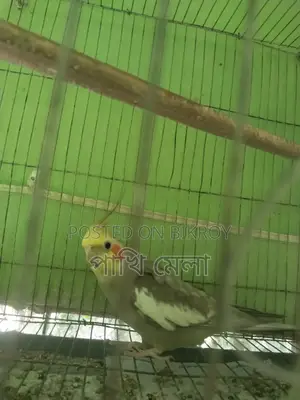 Tame Cocatel