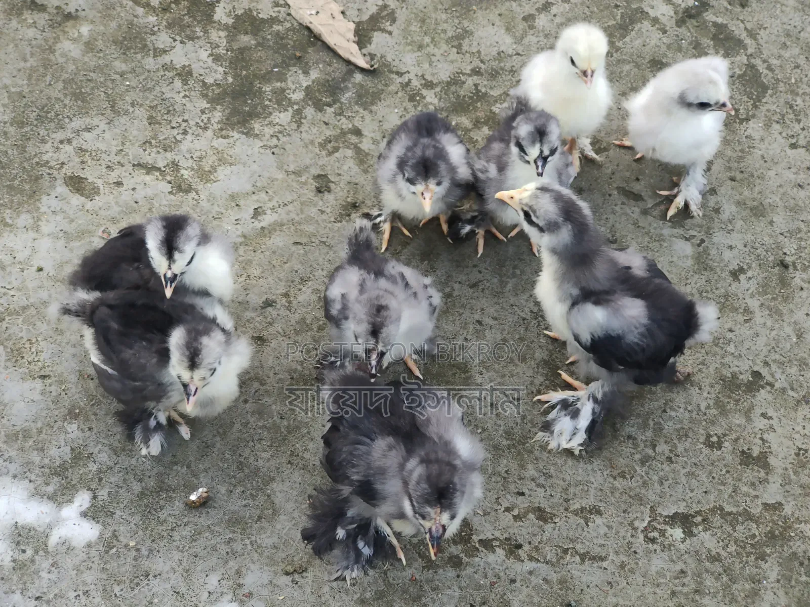 Cochin chicks for sale