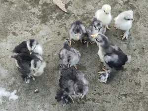 Cochin chicks for sale