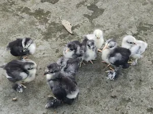 Cochin chicks for sale