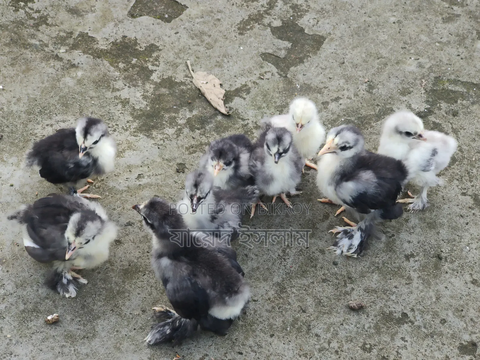 Cochin chicks for sale