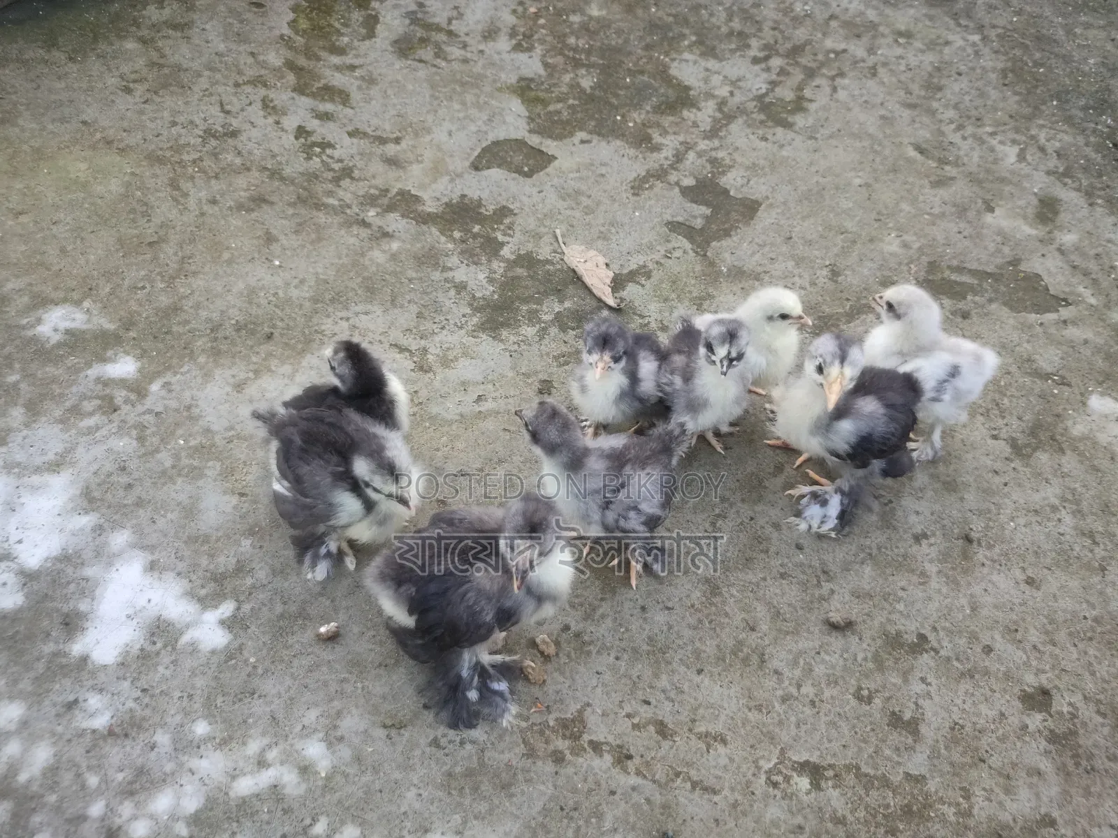 Cochin chicks for sale