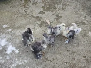 Cochin chicks for sale
