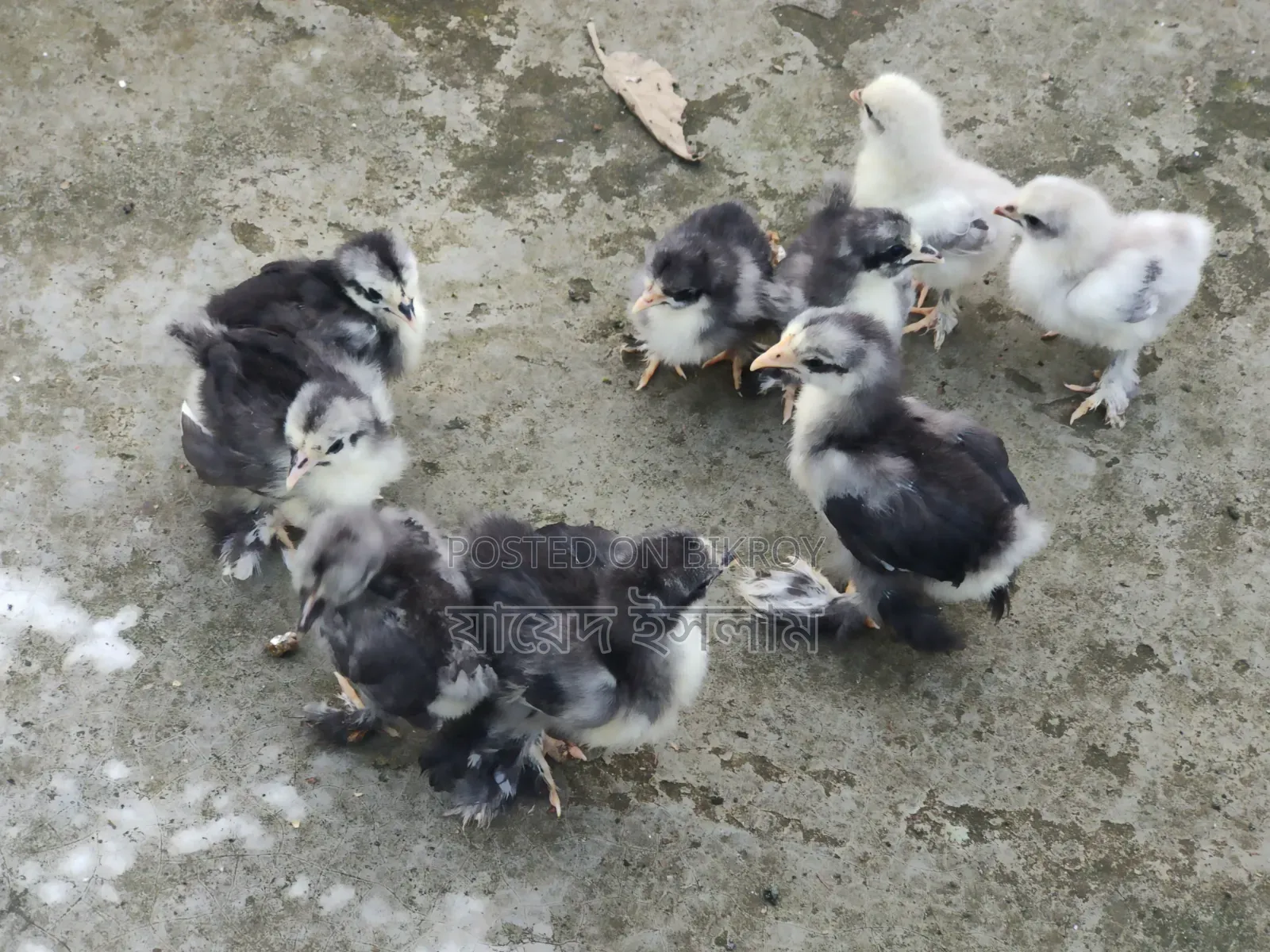 Cochin chicks for sale