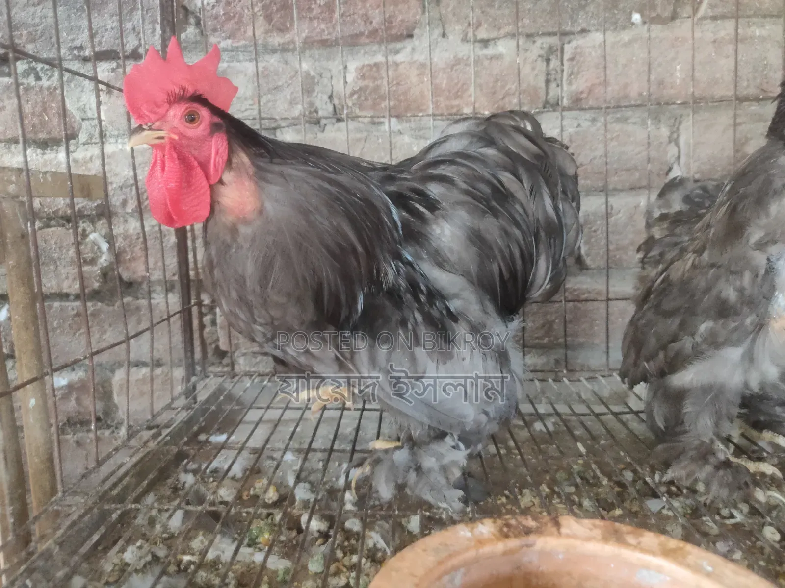 Cochin chicks for sale