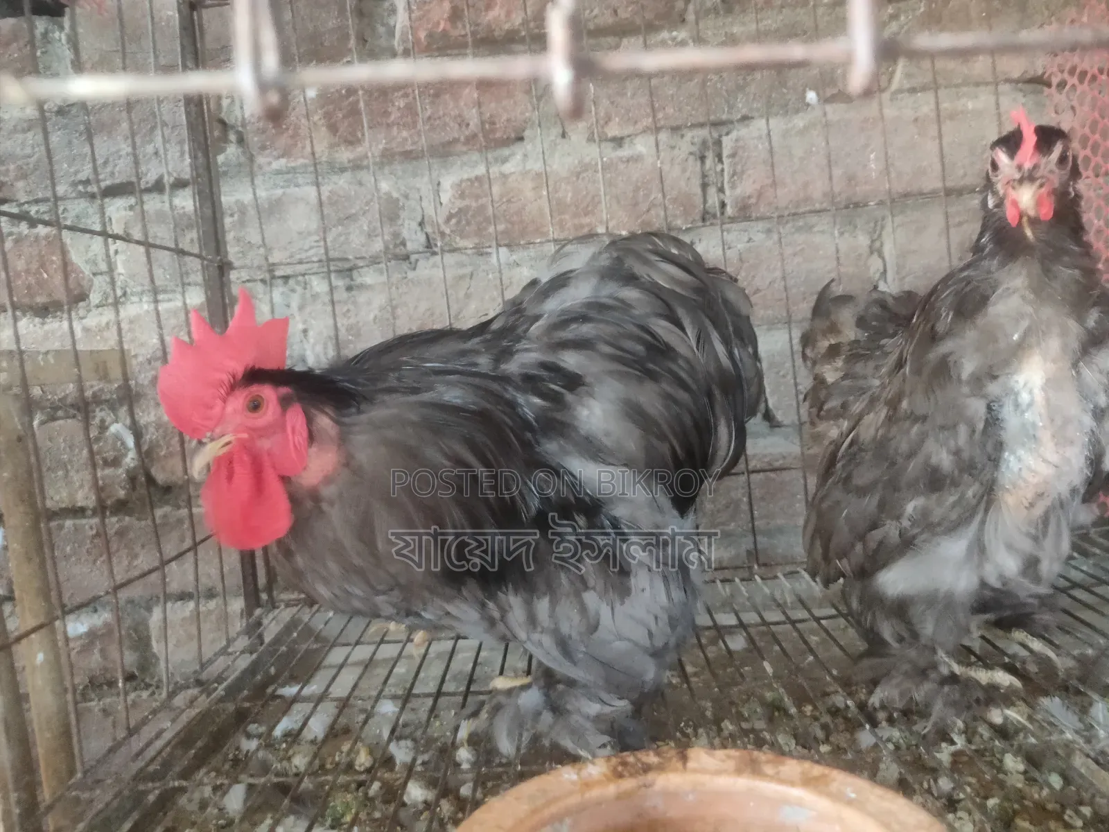 Cochin chicks for sale