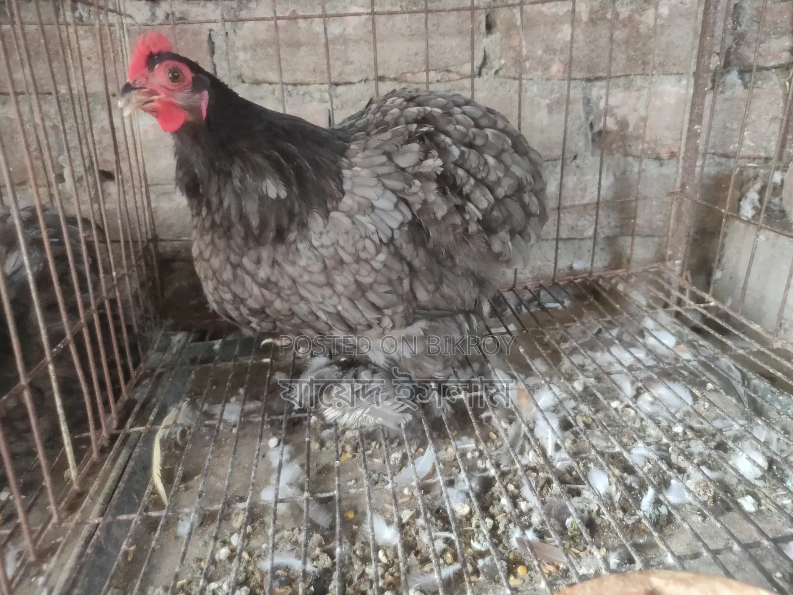 Cochin chicks for sale