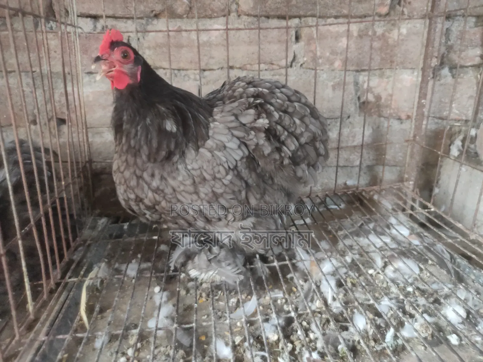 Cochin chicks for sale