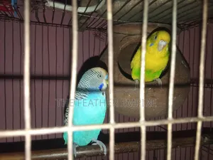 One Pair of Breeding Budgerigar Birds