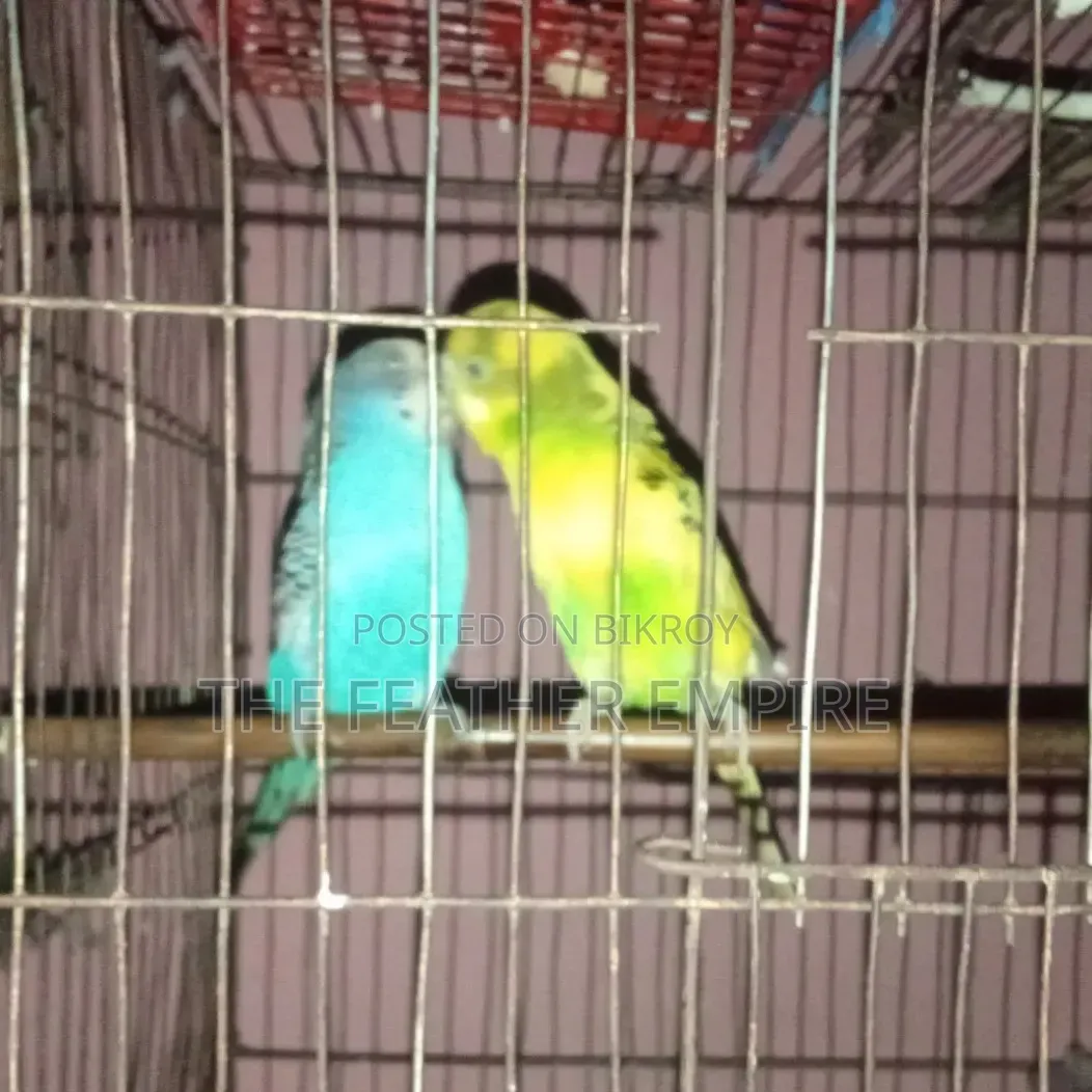 One Pair of Breeding Budgerigar Birds