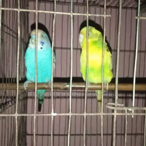 One Pair of Breeding Budgerigar Birds