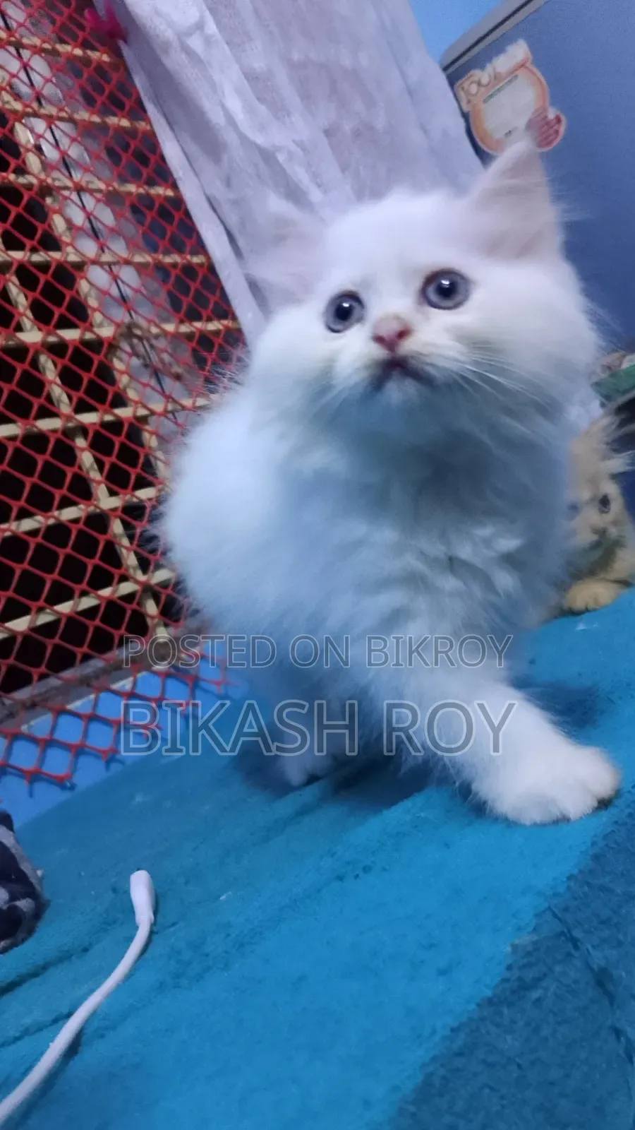 ১-৩ মাস বয়সী ফিমেল পিওরব্রেড পার্সিয়ান