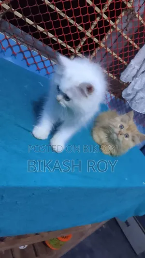 ১-৩ মাস বয়সী ফিমেল পিওরব্রেড পার্সিয়ান