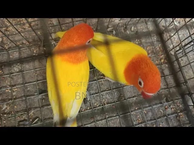 Breeding Pair with DNA Card